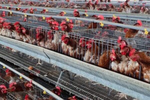 Avicola ACIAF Punta Negra