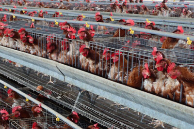 avicola aciaf punta negra