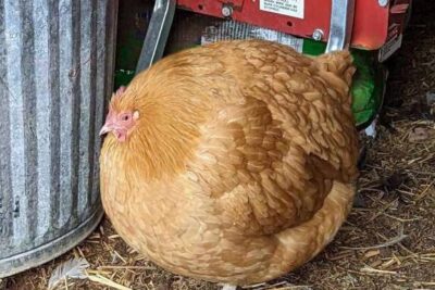 fat chicken