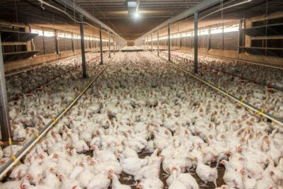 granja de pollos paucartambo