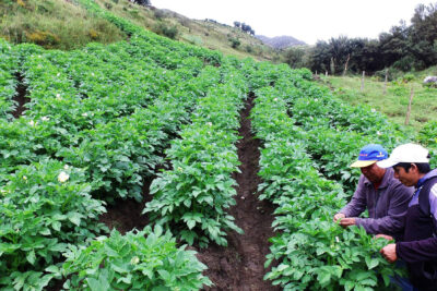 pollerias en churubamba en peru