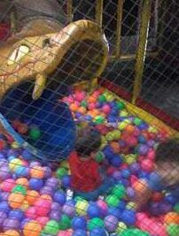 restaurant polleria el pollito locuas