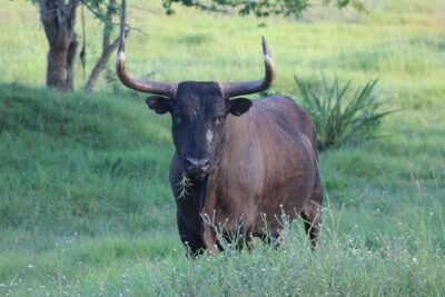 toro mocho